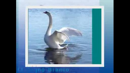 Gianni Morandi - Il Cigno Bianco (превод)