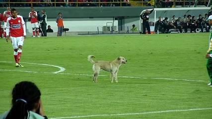 Смях! Куче прекъсва футболен мач - гонят го, но пак се връща на терена!