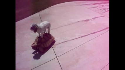 Куче Язди Костенурка