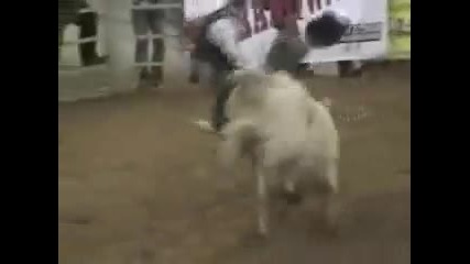 Disco Inferno 2x Bucking Bull of the year 