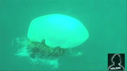 Good Attack of the Giant Jellyfish