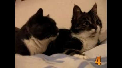 Много забавни котки!