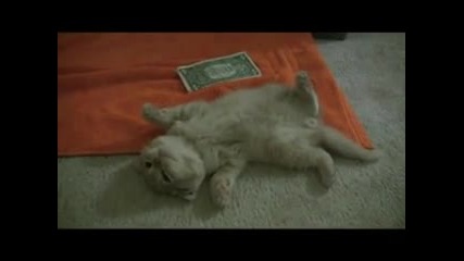 Идиот с сладко коте