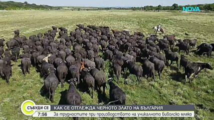 Черното злато на България изчезва заради ниски изкупни цени и липса на работници