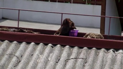 свинска глава