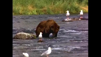 Grizzly Bear!