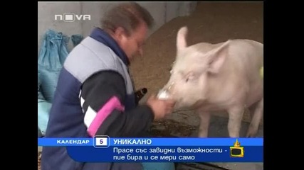 Господари на ефира - Прасето руска пияницата 