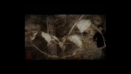 Amoe - Little Red Ridinghood