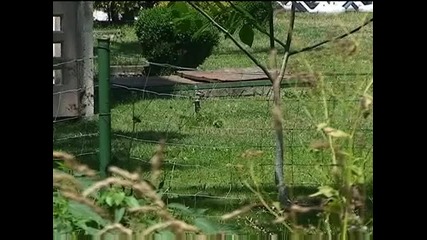 Опасно на лагер