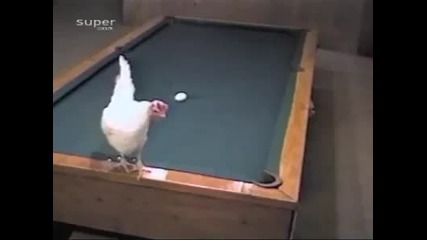 Kak една кокошка прави начален удар на билярд