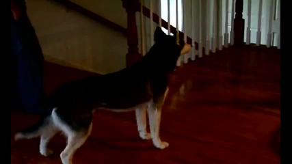 Mishka are you stupid_ _noooooooooo!_ - Husky Dog Talking