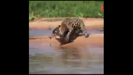 Леопард разкъсва крокодил