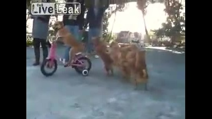 Liveleak.com - Cute doggies!