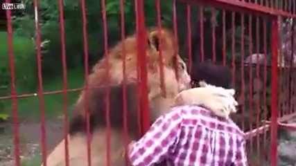 Лъв се радва на своя приятел