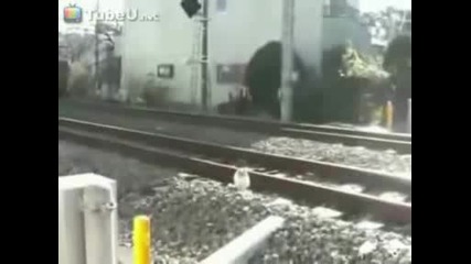 Cat Uses A Few Lives