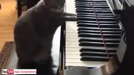 Котка свири на пиано - Смях !