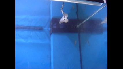 морски кончета аквапортал 