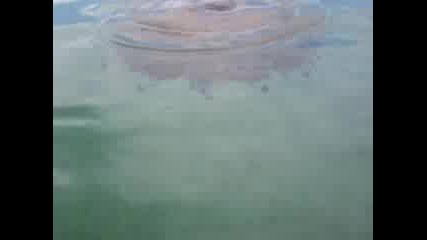 Една Огромна Медуза Плува Във Водата