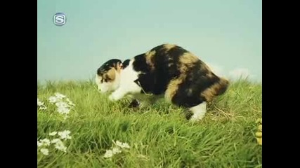 Halcali - Twinkle Star