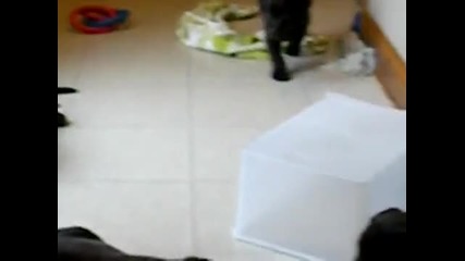 Chocolate Lab Pups - 8 месечни