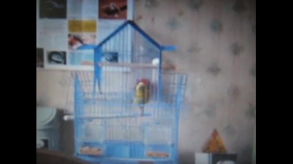 Crazy parots