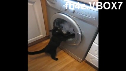 Котка при пералня (смях) 