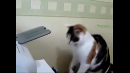 Котка vs Принтер. (смях)