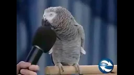 Доказано най - умният папагал на света! Може да разсъждава /като човека/! 