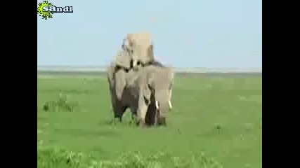 И слоновете го правят