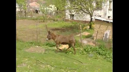 Магарето на Гендо