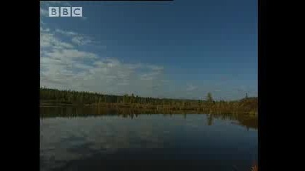 How to Build a Siberian Chum - Ray Mears World of Survival 