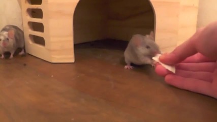 Мишка прави разни трикове ..