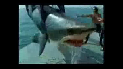 West Shark Attack