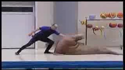 Walrus Tango