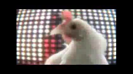 Най - Лудата Кокошка В Света Пее - Смях