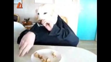 Куче рапър се храни с ръце