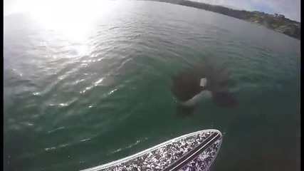 Любопитна косатка плува близо до сърфист ,като го изненада !