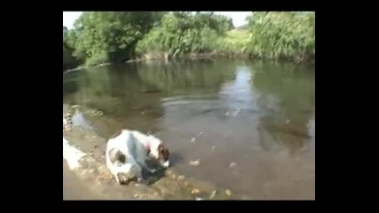 Jack Russell Terrier vs. Snake