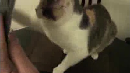 Котка мрази Джъстин Бийбър 