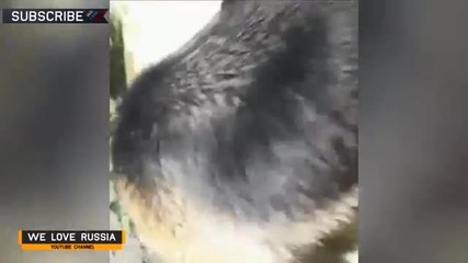 Видео - (2015-01-21 16:03:30)