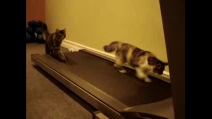 Смешни Котки Правят Фитнес