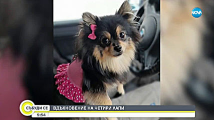 Вдъхновение на четири лапи: Пеещ домашен любимец е хит в мрежата