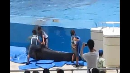 Делфин изскача извън делфинариума