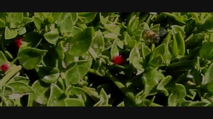 Slow Motion Honeybees Hd 