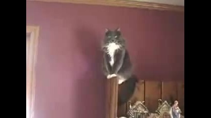 Some guy yells at some cats