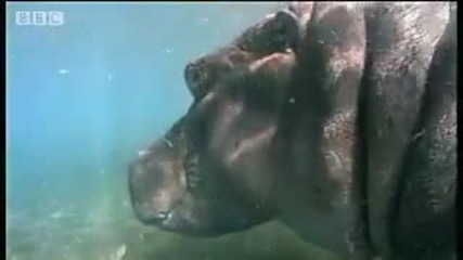 African animals - hippo relaxes under water - Bbc wildlife 