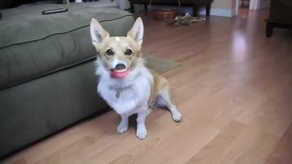 The Talking Twinkie