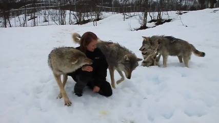 Красива жена се целува и си играе с четири красиви вълка.•красота.