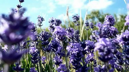 Ladies in Lavender - Joshua Bell