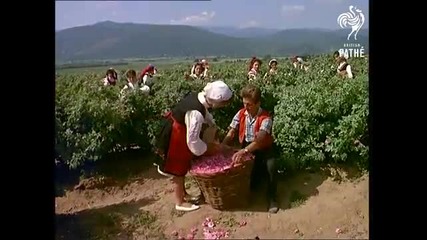 България (1965) Розовата долина